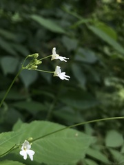 Impatiens brachycentra