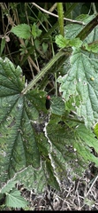 Silis ruficollis