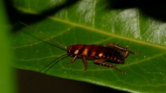 Periplaneta australasiae
