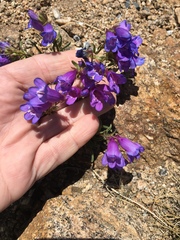 Penstemon hallii