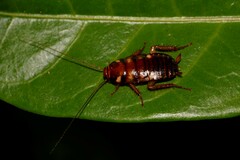 Periplaneta australasiae
