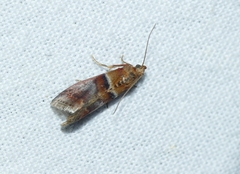 Acrobasis repandana