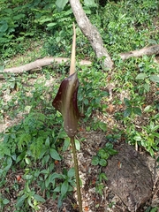 Amorphophallus commutatus