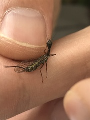 Phaeostigma