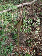Amorphophallus commutatus