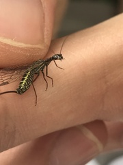 Phaeostigma