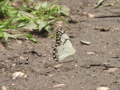 Belenois gidica gidica