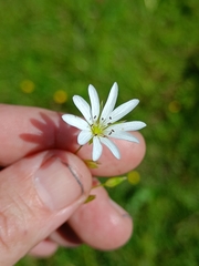 Stellaria palustris