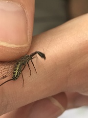 Phaeostigma