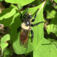 Laphria janus