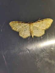 Idaea fuscovenosa