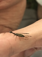 Phaeostigma