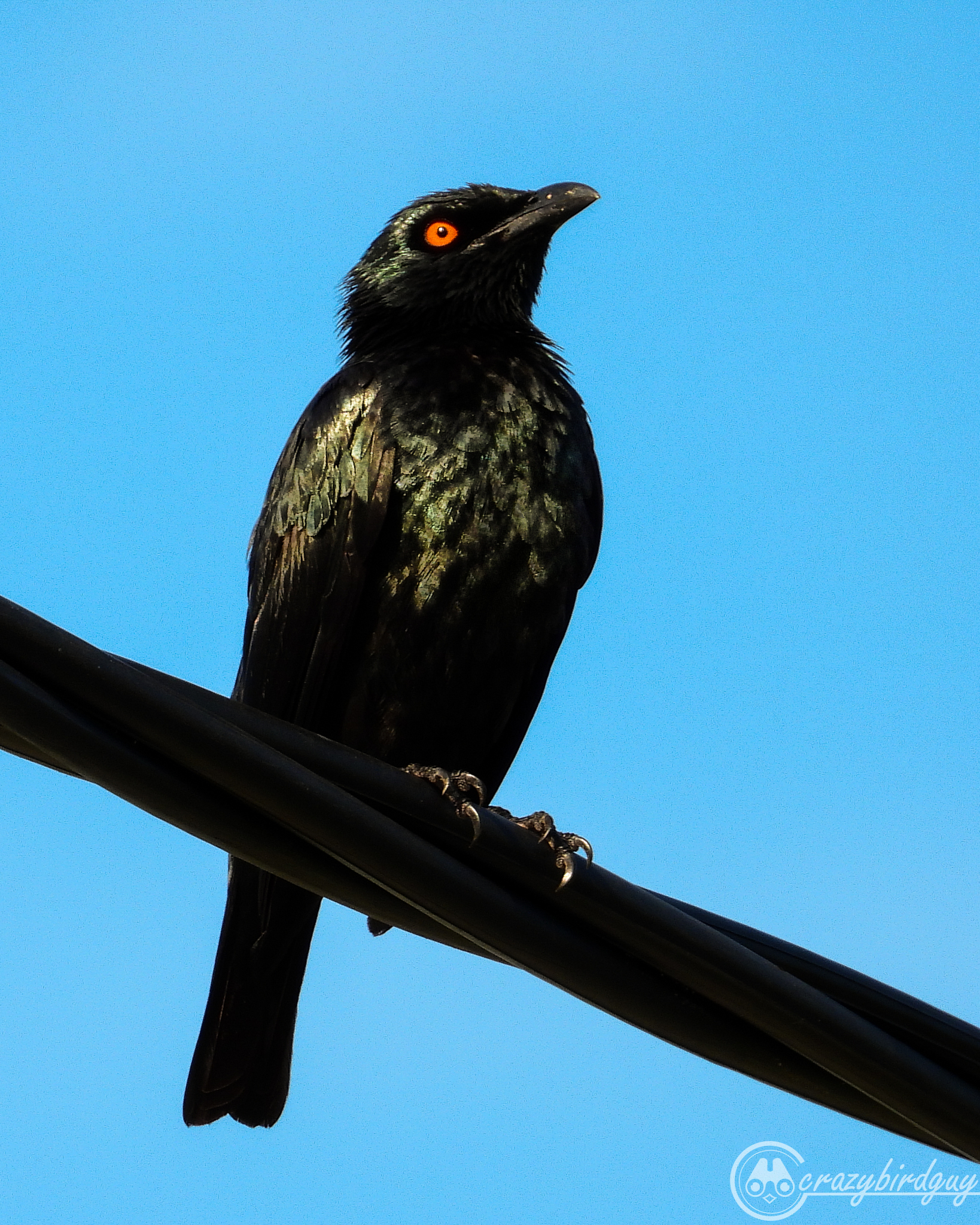 Singing Starling illustration