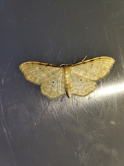 Idaea fuscovenosa