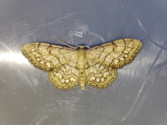 Idaea moniliata