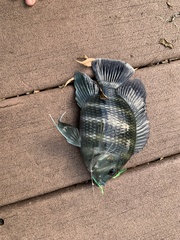 Heterotilapia buettikoferi