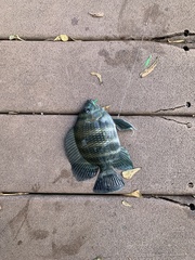 Heterotilapia buettikoferi