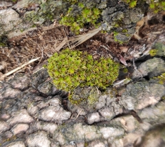 Syntrichia virescens
