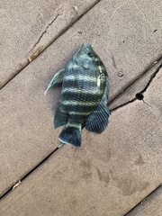 Heterotilapia buettikoferi