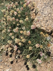Trifolium dasyphyllum