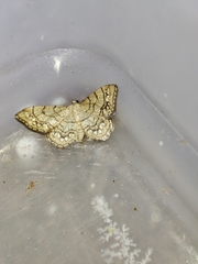 Idaea moniliata