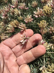 Trifolium dasyphyllum