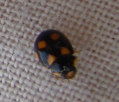 Brachiacantha ursina