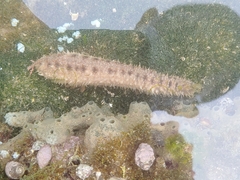Holothuria pardalis