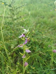 Ophrys apifera