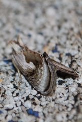 Chrysanympha formosa