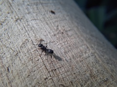 Procryptocerus