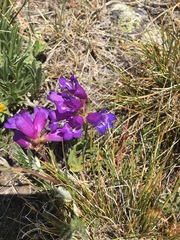 Penstemon hallii