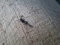 Procryptocerus