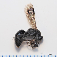 Dipogon papago anomalus