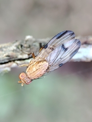 Minettia inusta