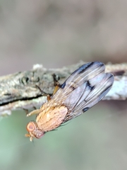 Minettia inusta