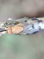 Minettia inusta