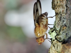 Minettia inusta