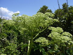 Angelica japonica