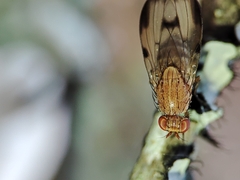 Minettia inusta
