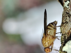 Minettia inusta