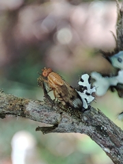 Minettia inusta