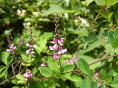 Indigofera bungeana