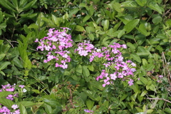 Dianthus japonicus