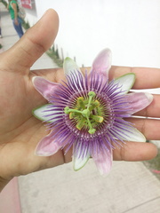 Passiflora alata × caerulea