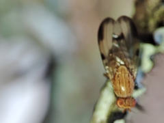 Minettia inusta