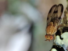 Minettia inusta