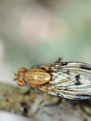 Minettia inusta