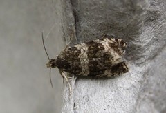 Olethreutes fasciatana