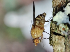 Minettia inusta